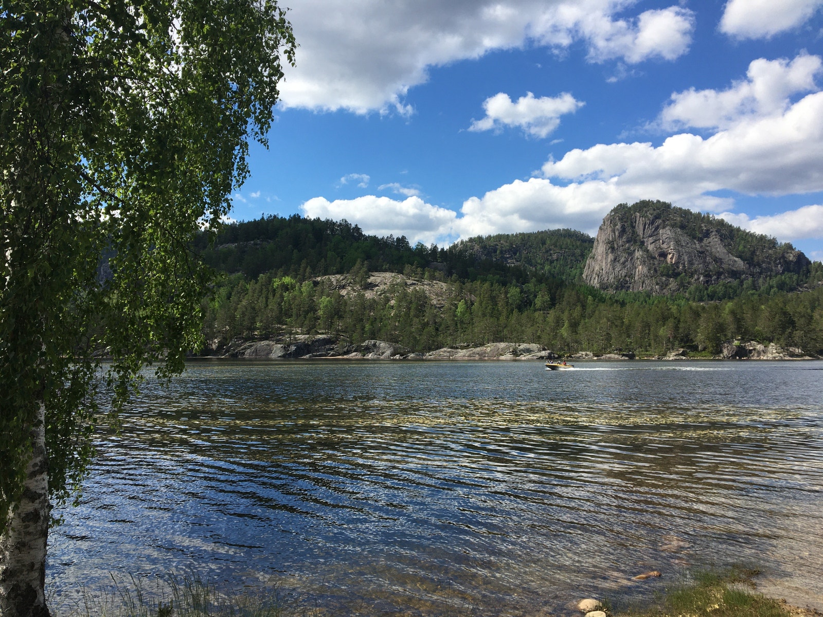 Frå hagen Galleribilde