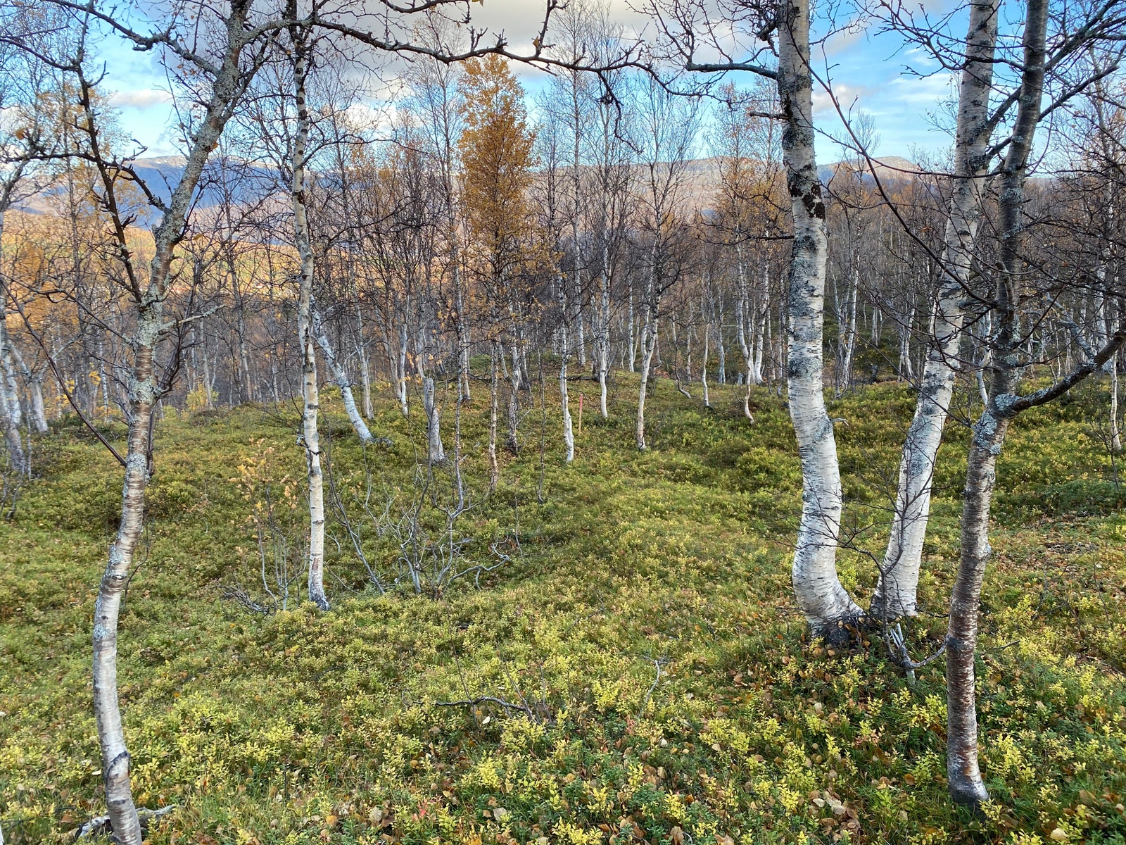 Tomteviser ca. midt i bilde, bilde tatt skrått ovenfra ned mot dalen. Galleribilde