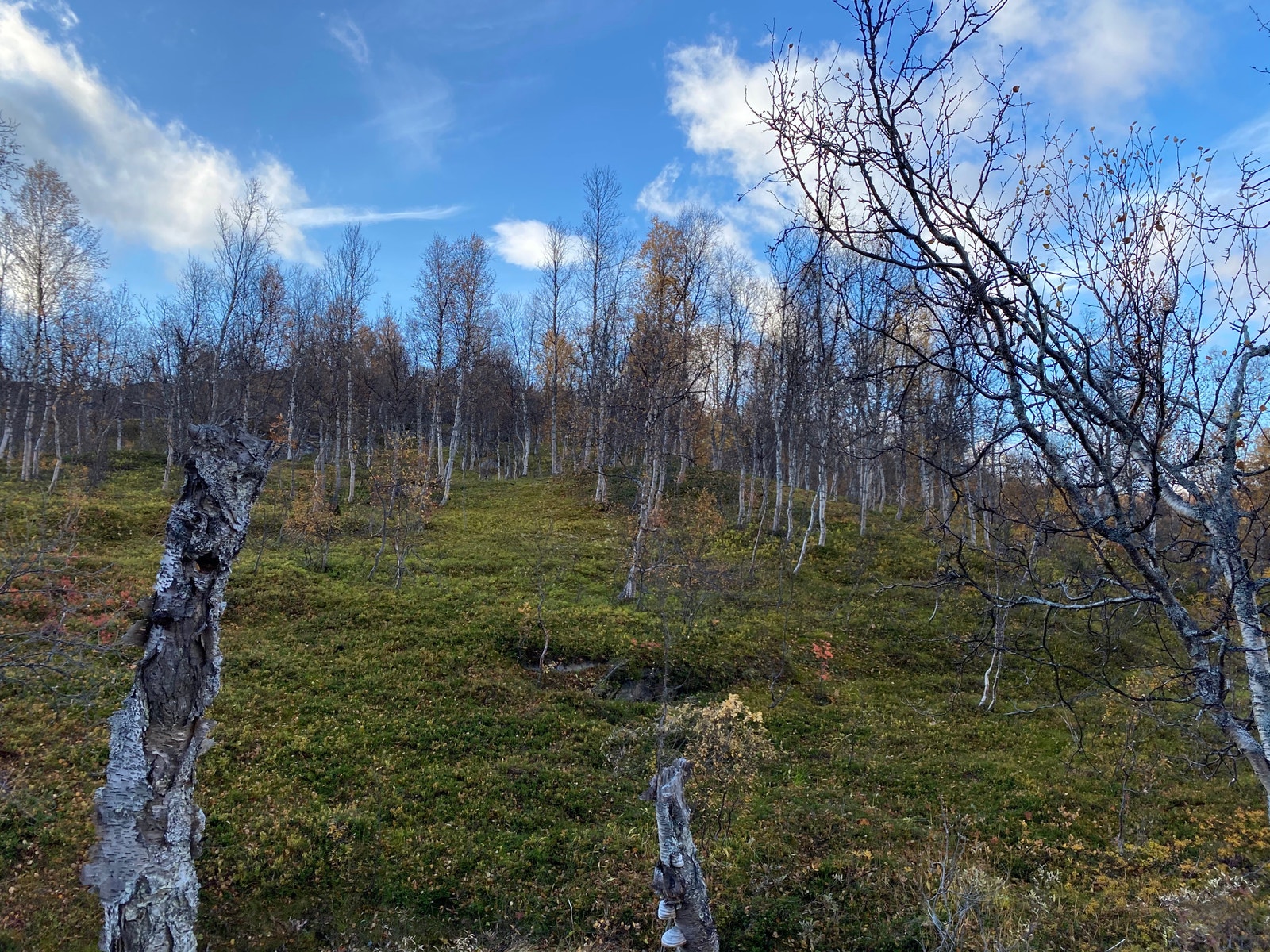 Tomt ligger oppå høyden i bilde Galleribilde