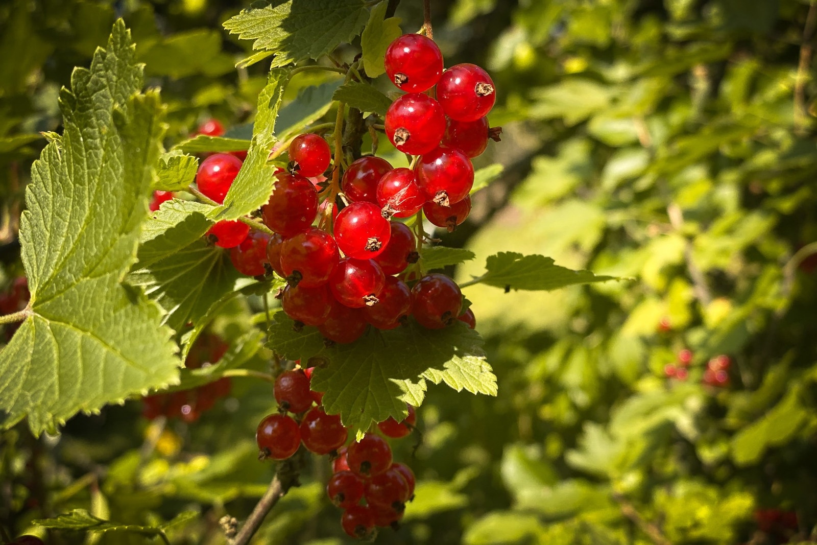Herlig atmosfære. Galleribilde