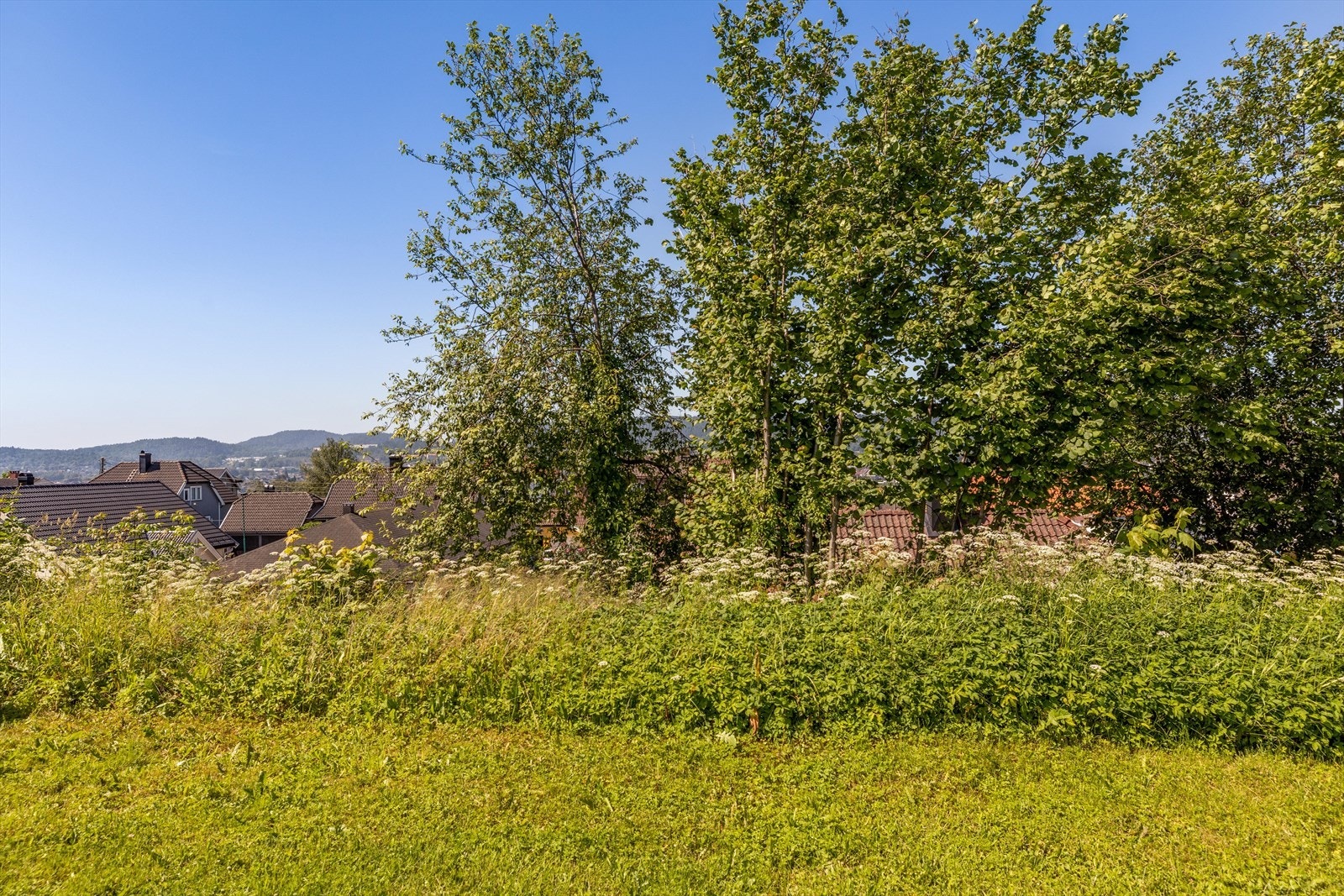 Idyllisk med store flotte og majestetiske trær mot sør Galleribilde