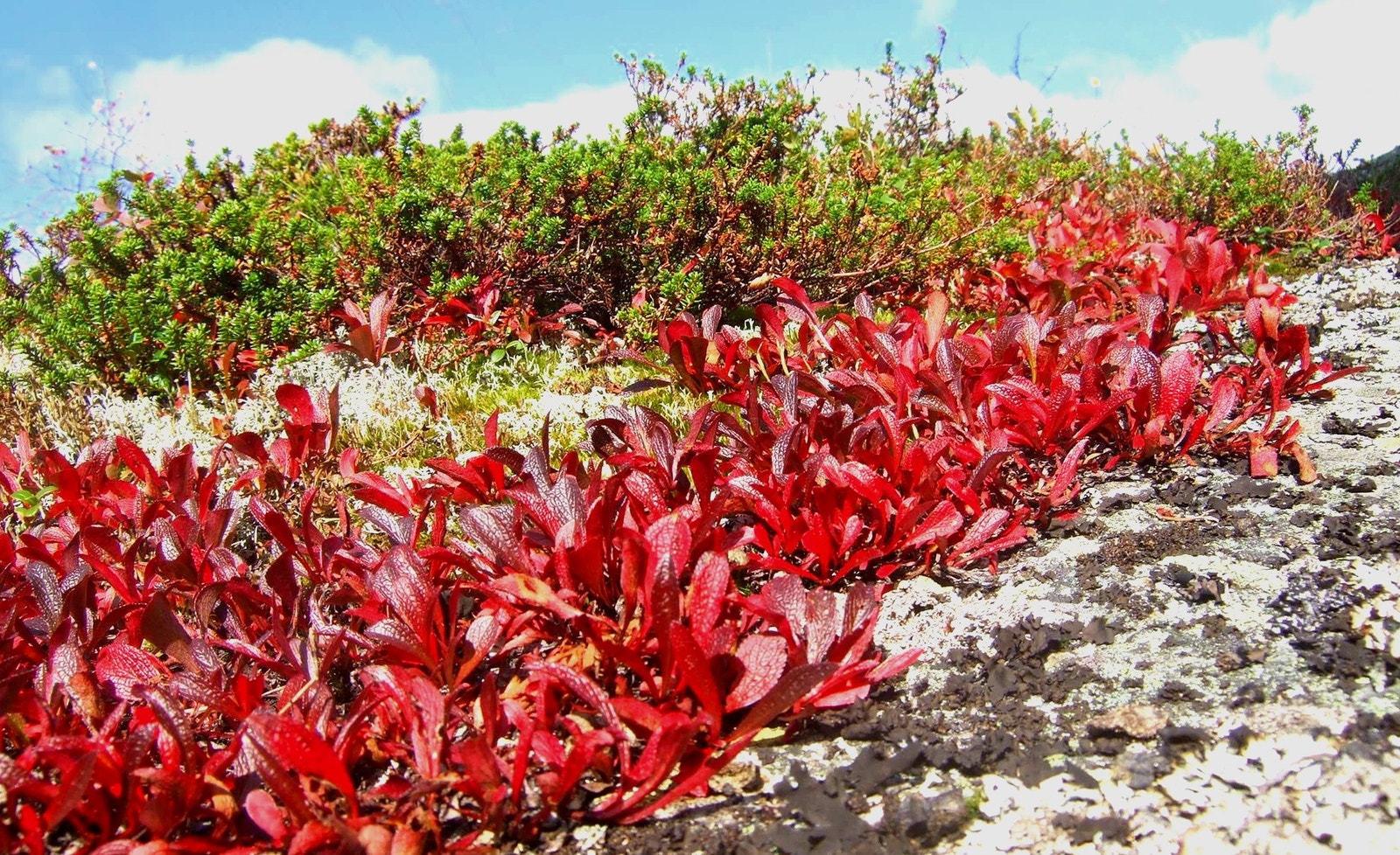 Høstens farger. Galleribilde