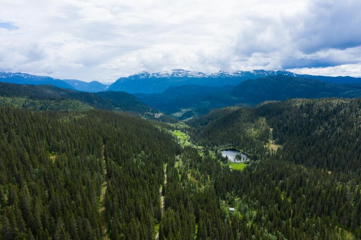 En del av eiendommen med Skorve i bakgrunnen Galleribilde