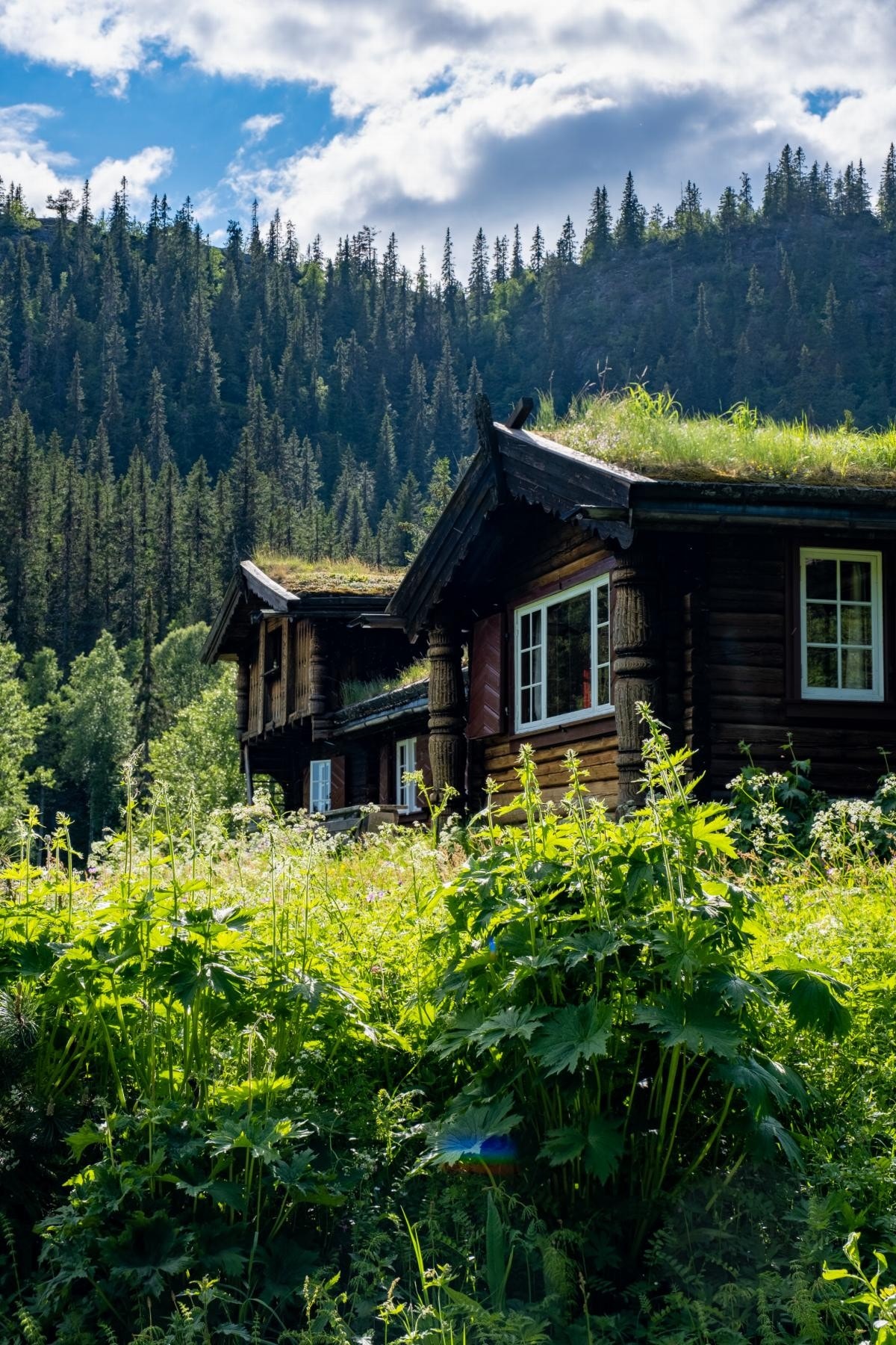 Skogkledte lier på begge sider av tunet Galleribilde