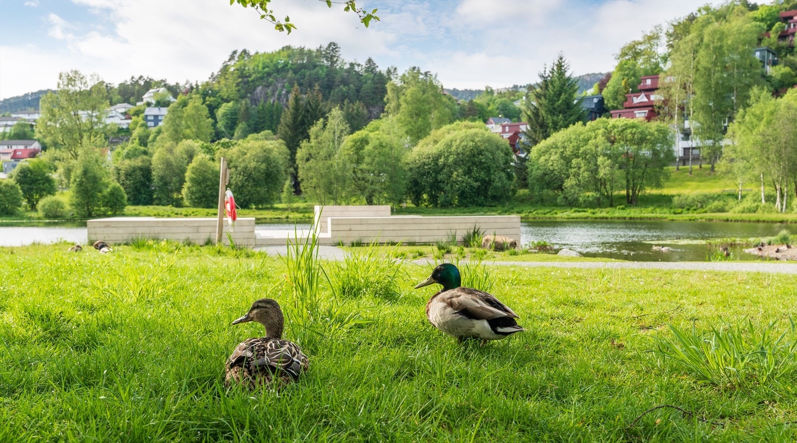 Lynghaugvannet Galleribilde