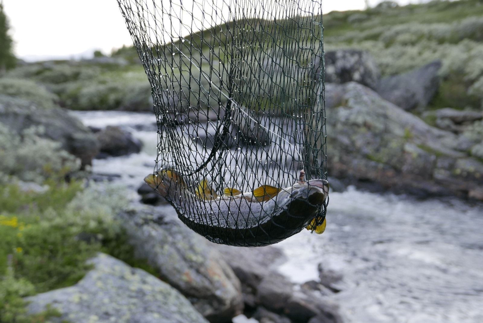 Gode muligheter for fiske i tallrike fjellvann i nærområdet. Galleribilde