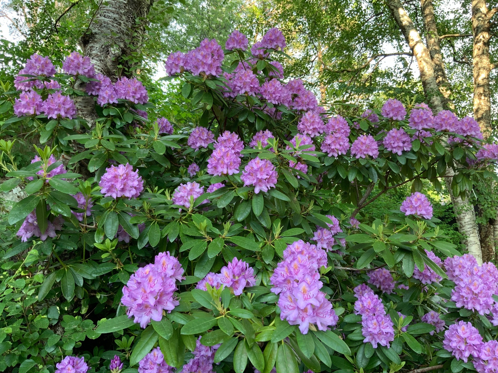 Rhododendron blomstrer rundt hele huset Galleribilde