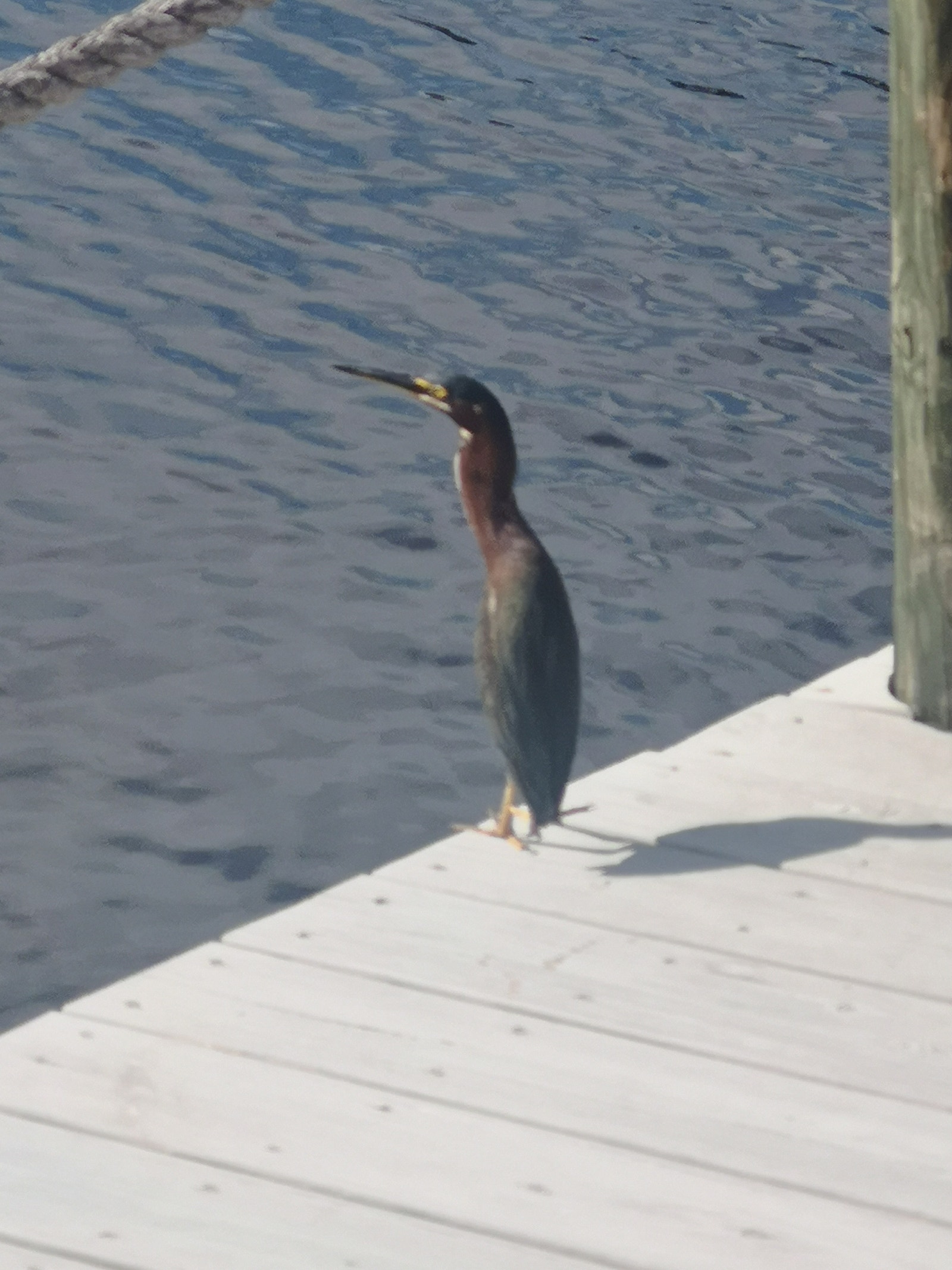 Besøk på brygge Galleribilde