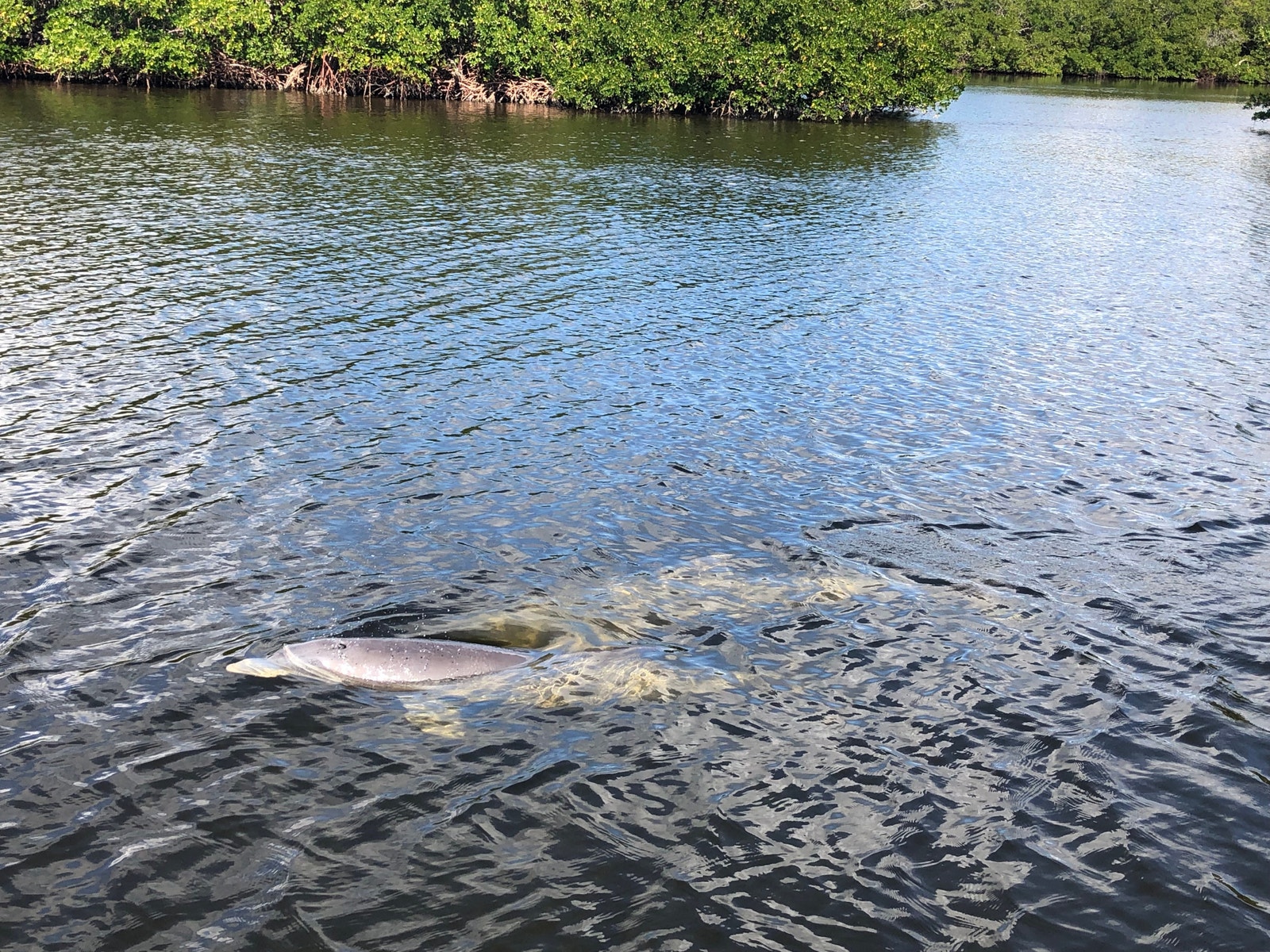 Delfiner i mangrovene Galleribilde