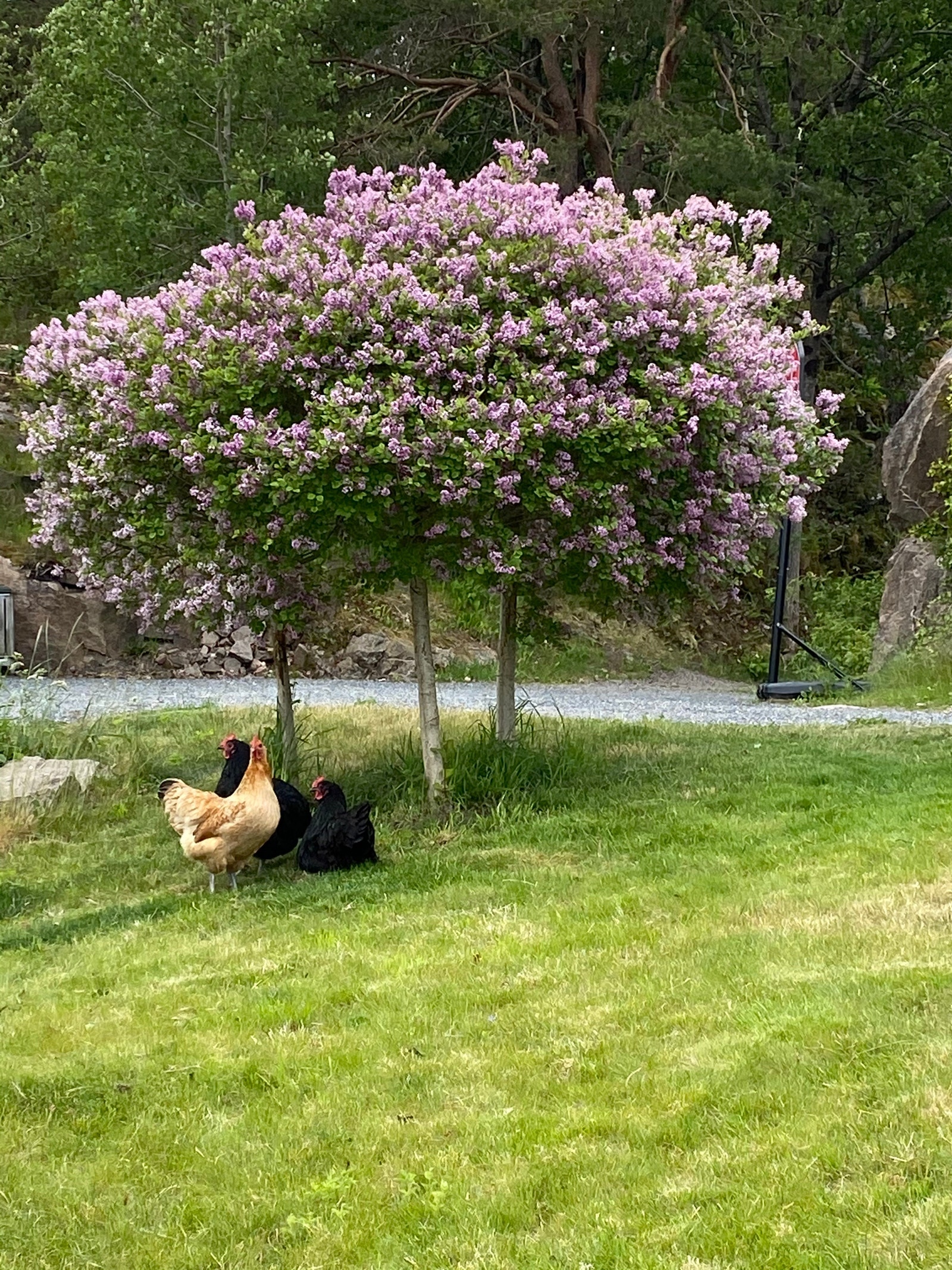 Flott hage Galleribilde