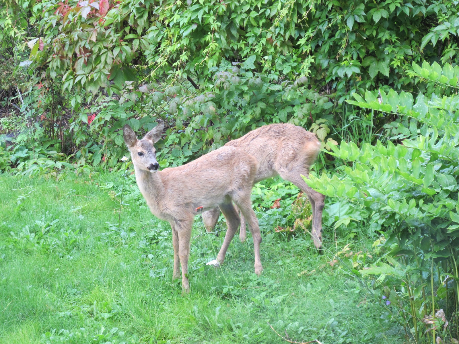 Vi får av og til besøk av rådyr i hagen :-) Galleribilde