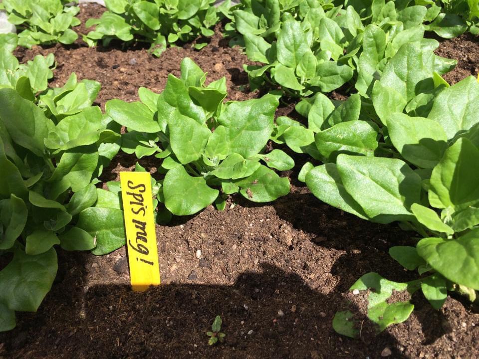 Felles krydder- og salatkasse i bakgården Galleribilde