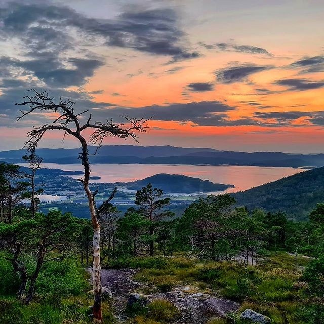 Gråskallen Galleribilde