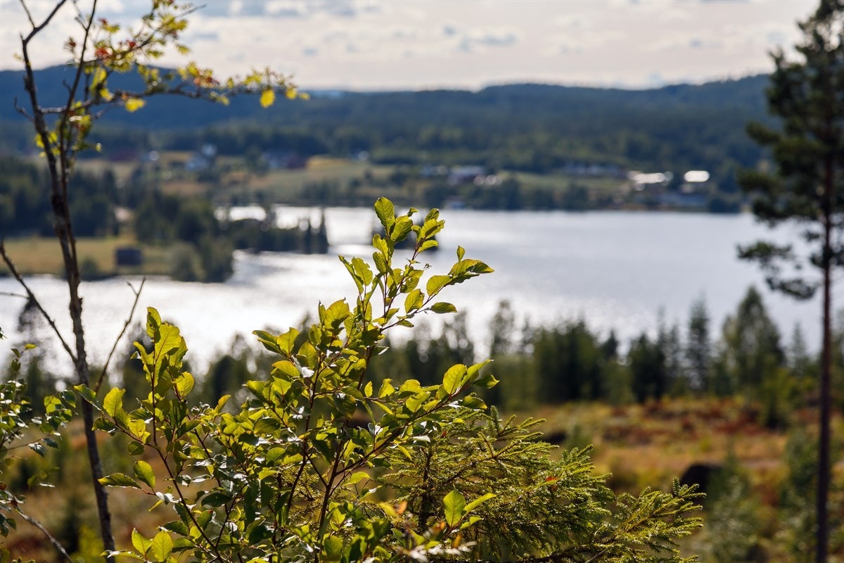 Her kan en finne roen! Galleribilde