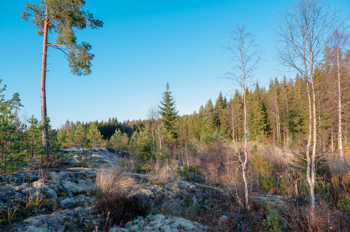 Tomt2-03 Galleribilde