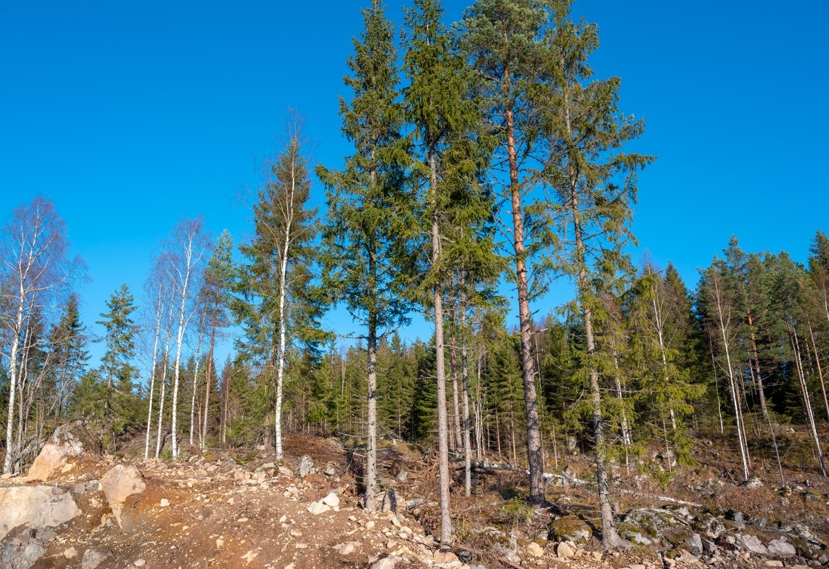 Tomt21-01 Galleribilde