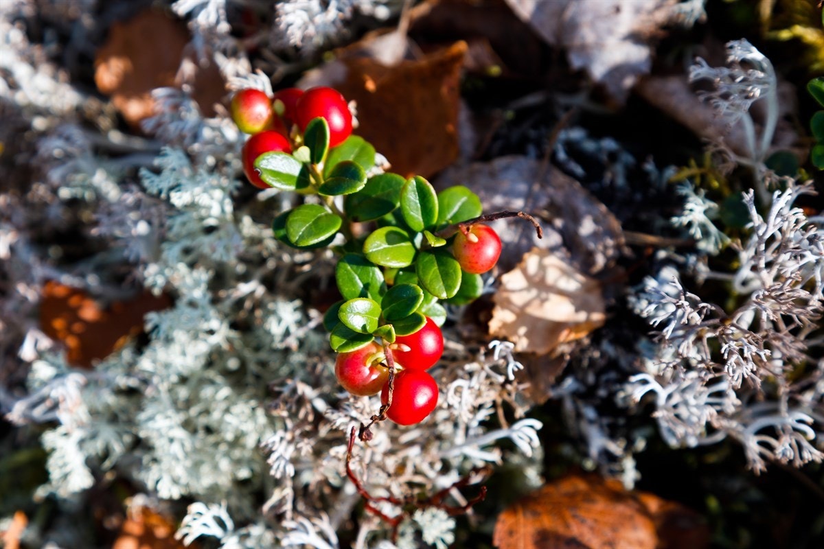 Området byr på massevis av aktiviteter for hele familien. Galleribilde