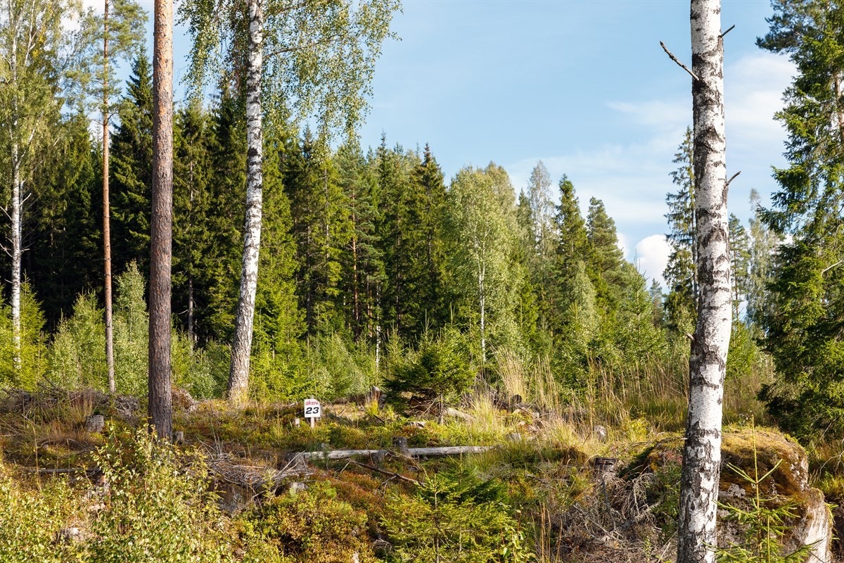 Tomtene får vei, vann, avløp og strøm til tomtegrensen. Galleribilde