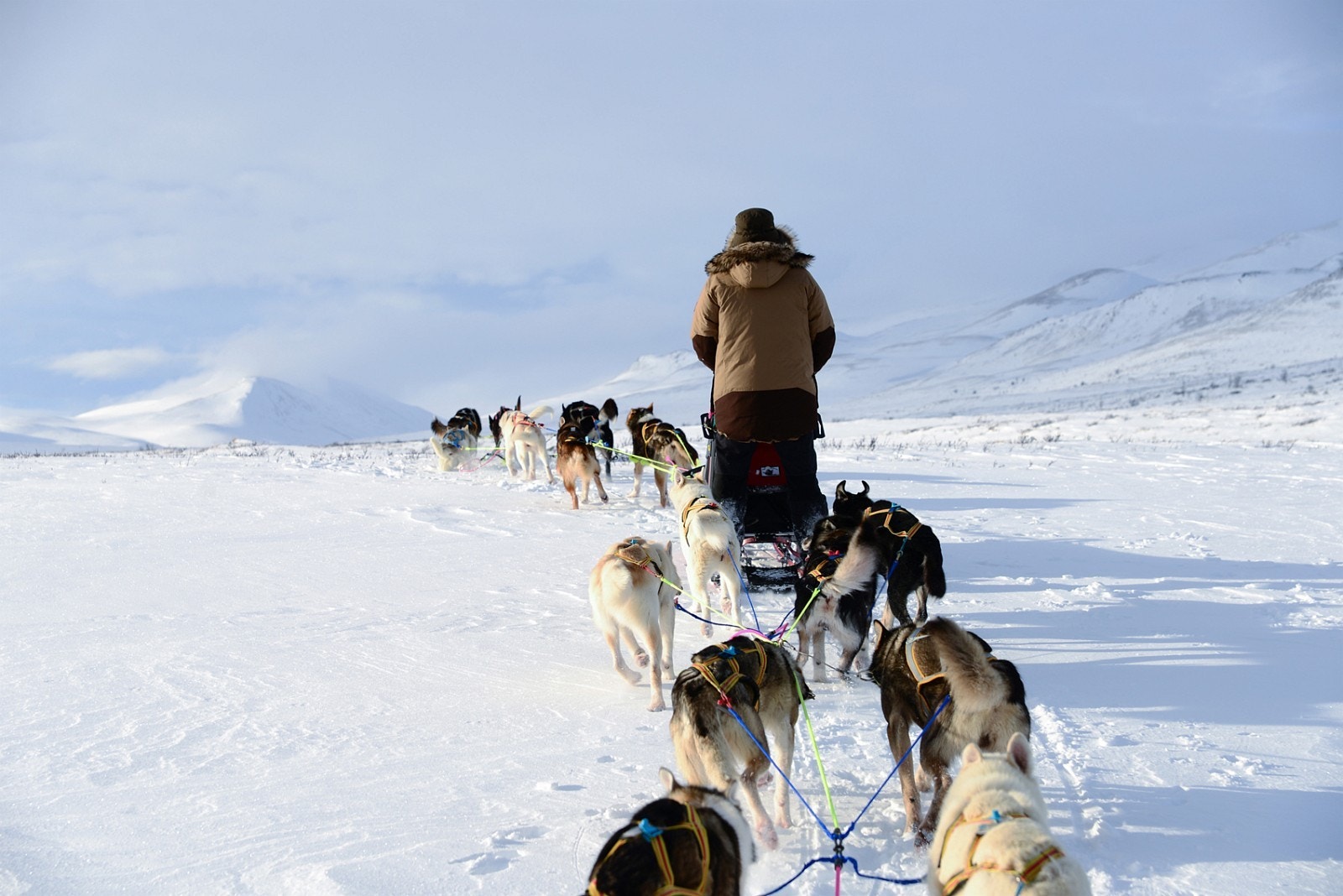 Sledekjøring Dovrefjell Galleribilde