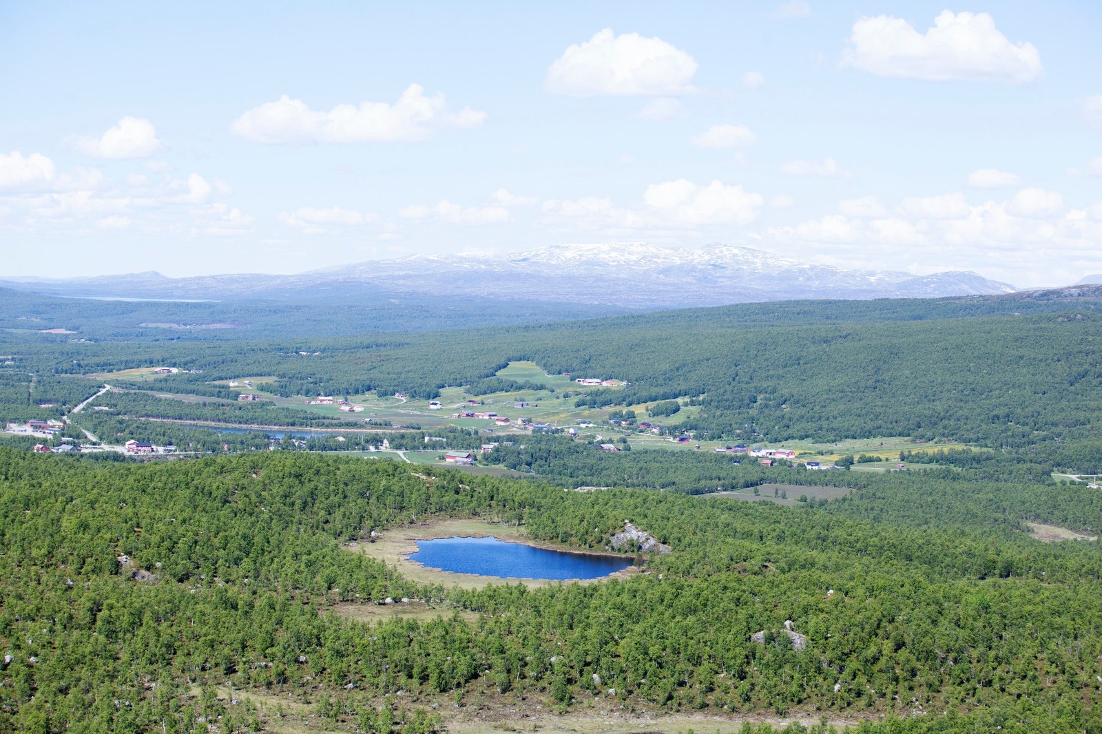 Sommerbilde fra feltet/område. Galleribilde
