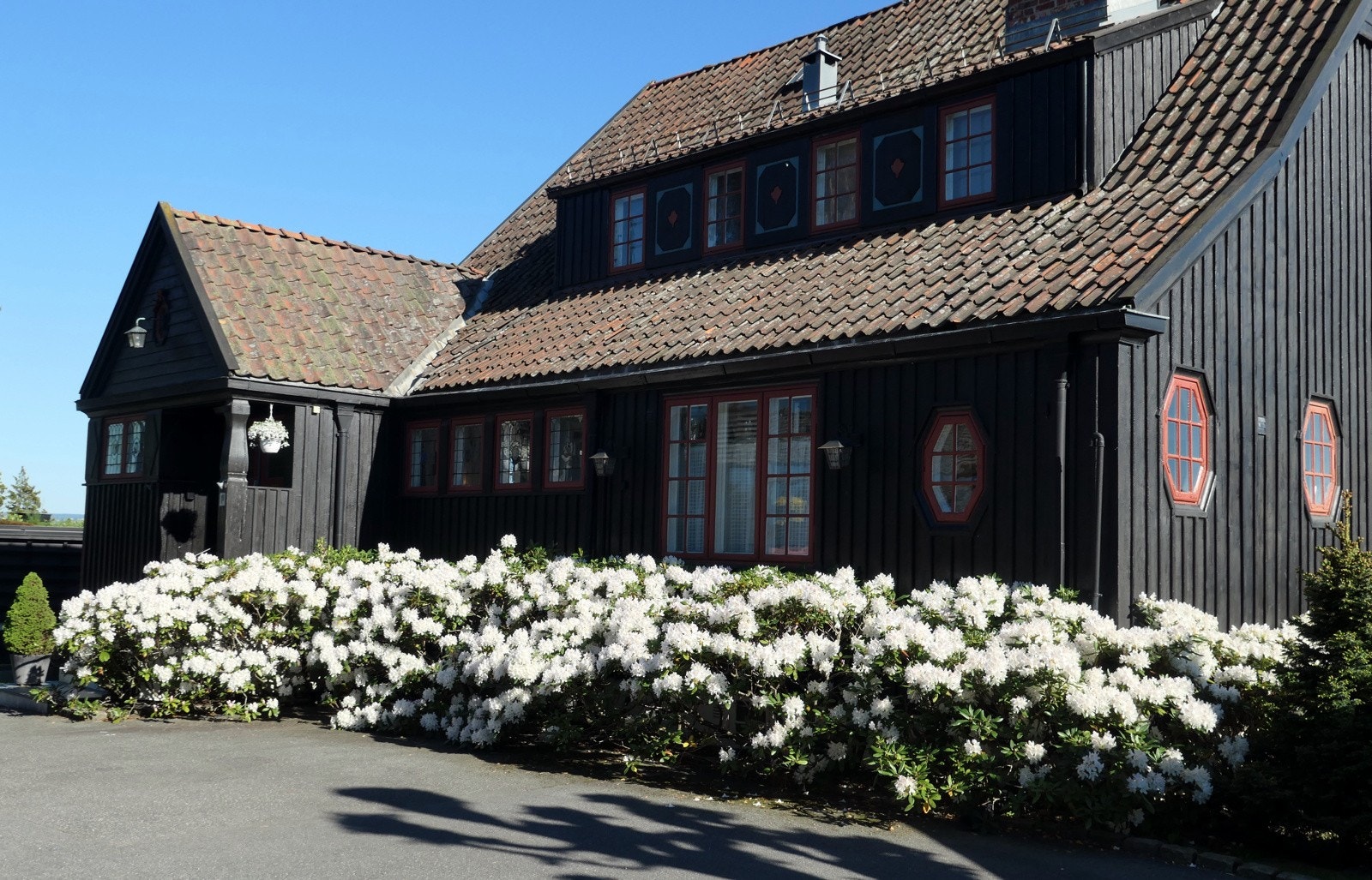 Privartbilde. Rhododendron langs gårdsplassen Galleribilde