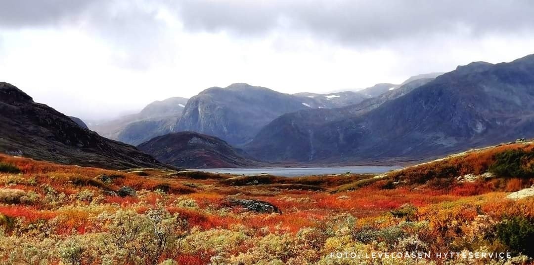 Frå nærområdet.
(Foto: Nils Medgard) Galleribilde