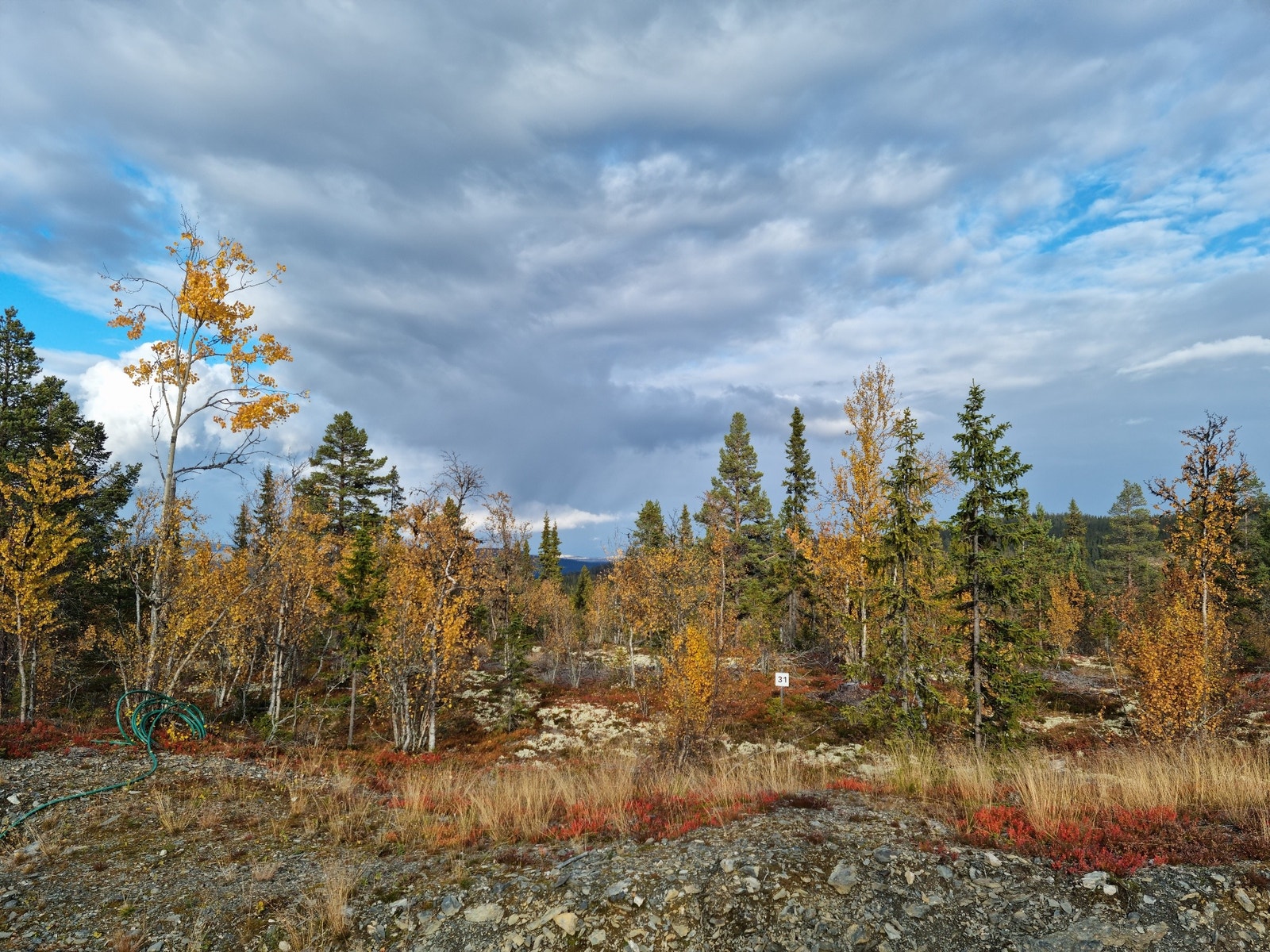 Tomt 31 Galleribilde