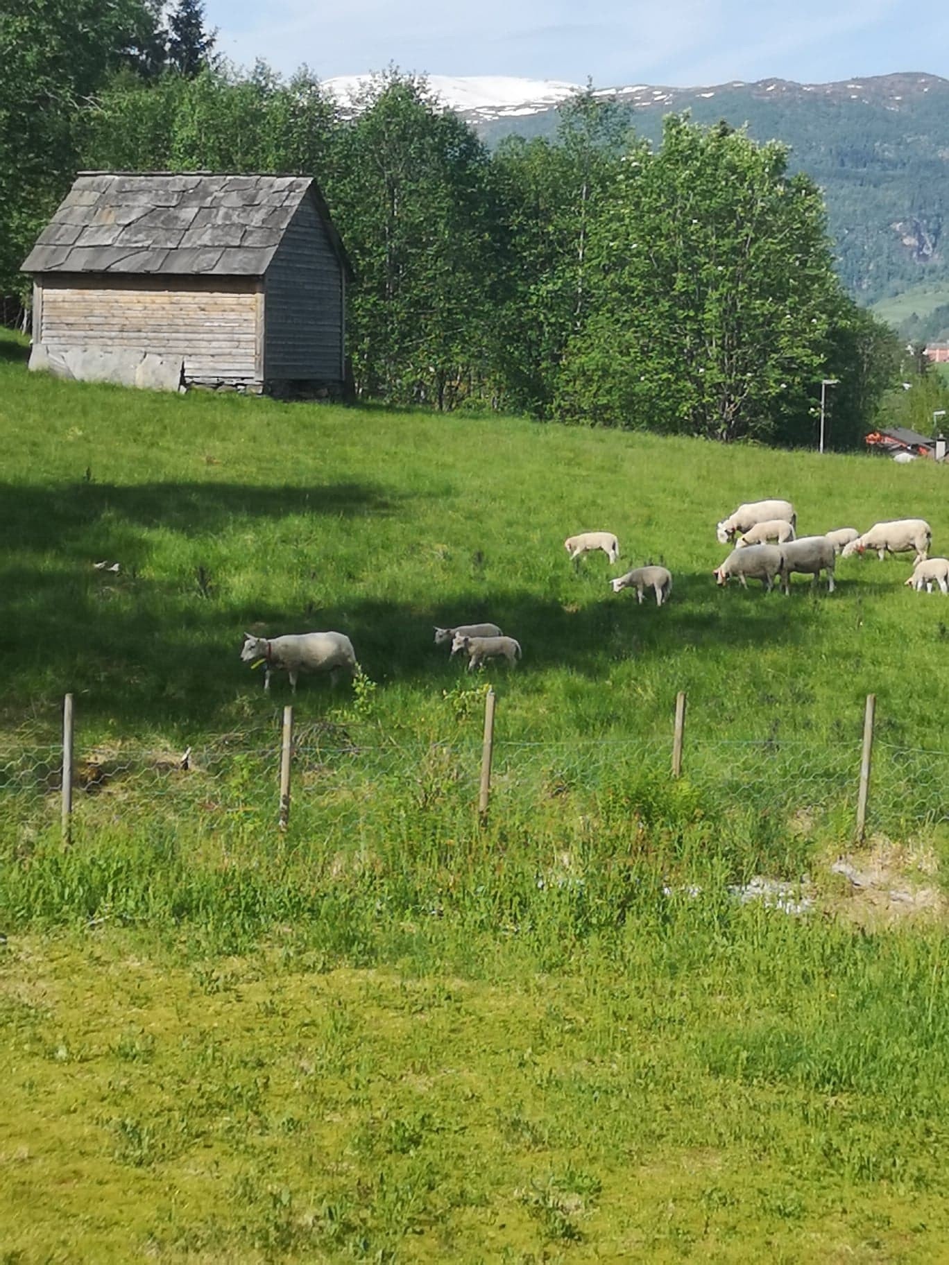 Bilde frå verandaen, sauer vår og haust utanfor. Alle seier dei søv så godt her i huset, sjølv med sauebjeller. Galleribilde