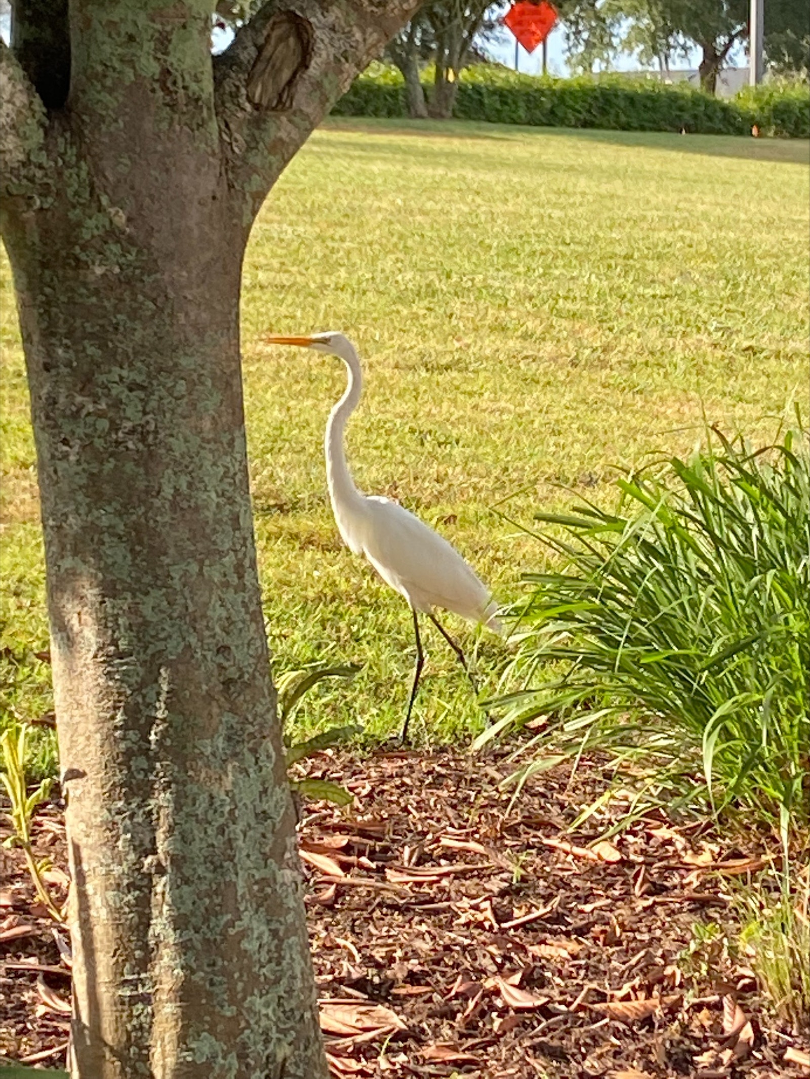 Det er et rikt dyreliv i Reunion Resort og Florida generelt Galleribilde