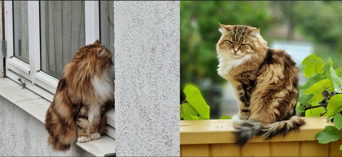 Du må like verdens snilleste katt. Rusken kommer til å banke på vinduet for å få litt kos. Galleribilde