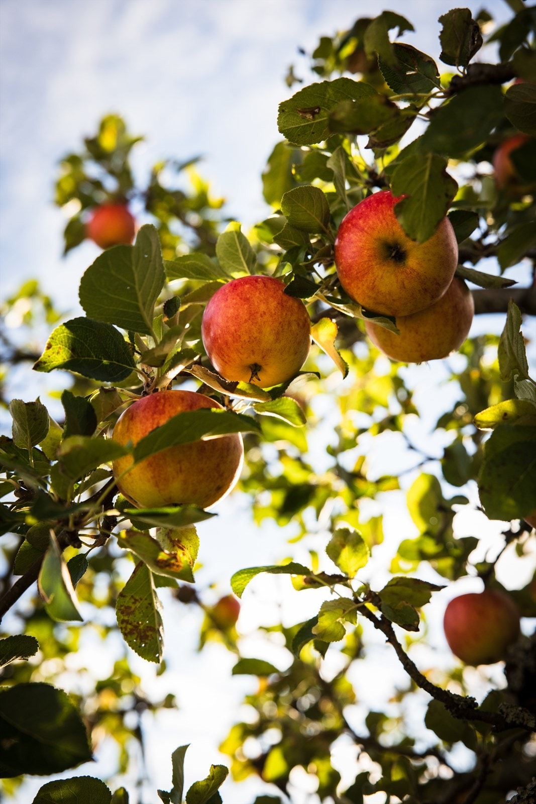 Flere epletrær i hagen Galleribilde