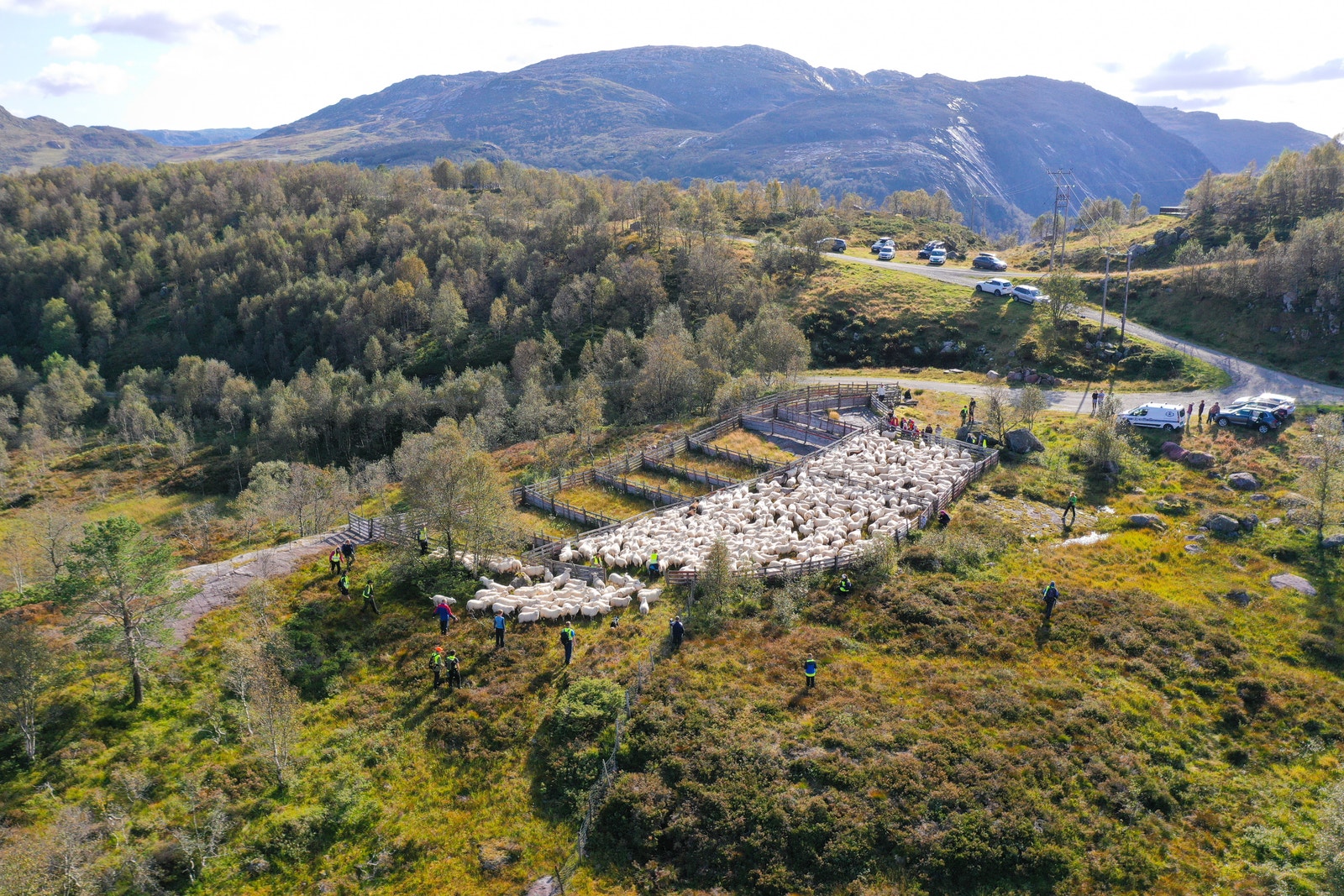 Sauesamling i Maudalsheia. Galleribilde