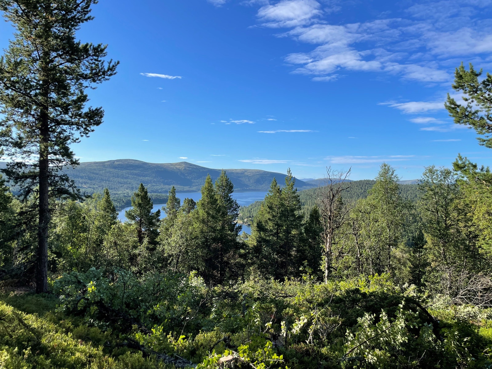 Flott utsikt mot Savalsjøen fra tomt 18, sommerbilde Galleribilde