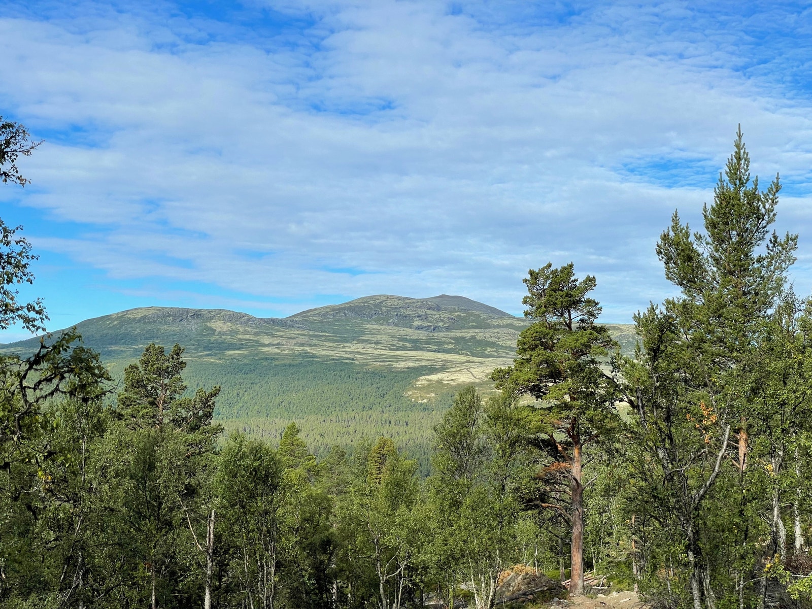 Utsikt mot Rødalshøa - et flott turmål sommer som vinter Galleribilde