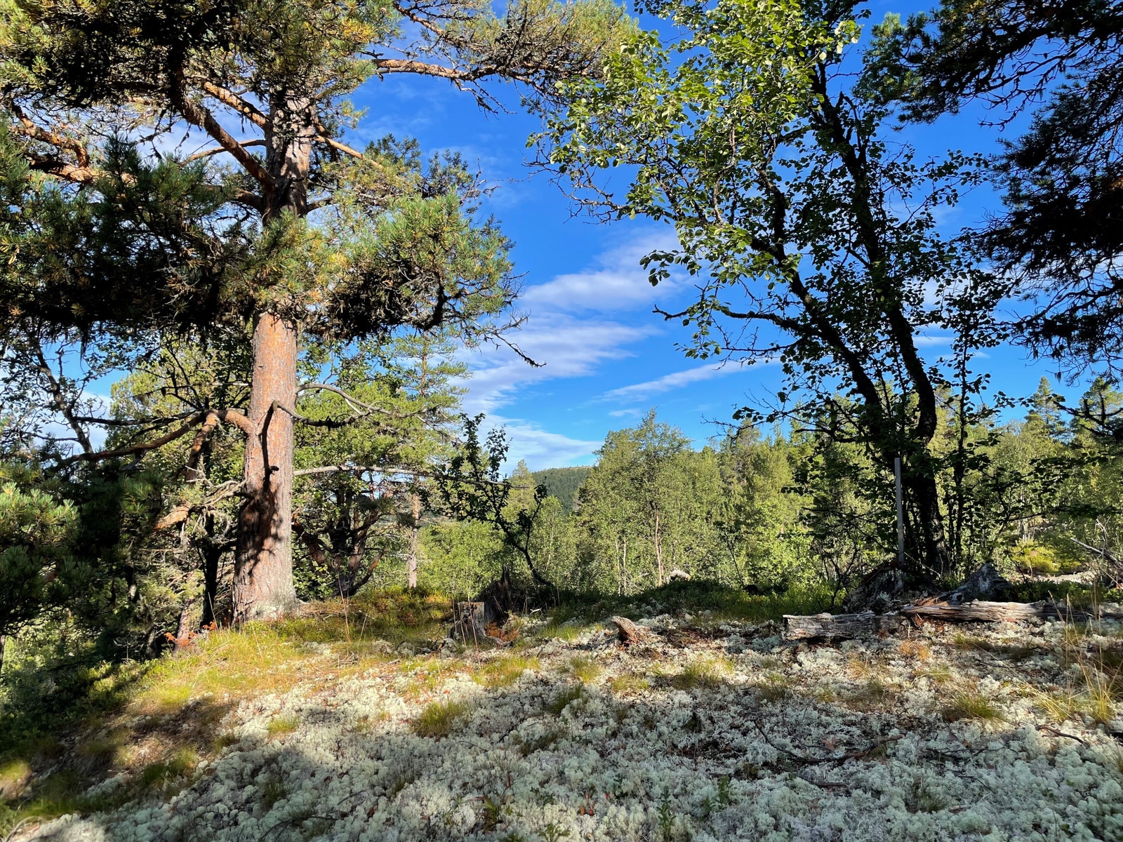 Eksempel på vegetasjon i Savalkletten Fjellgrend Galleribilde