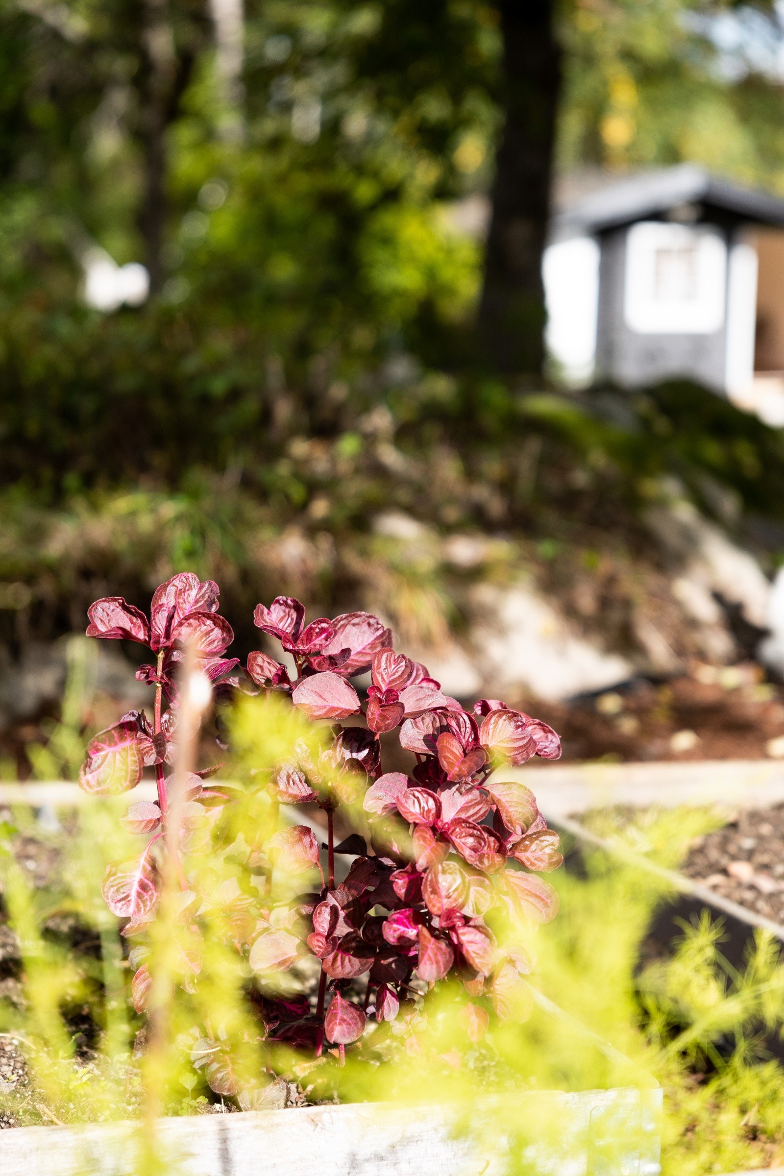 Idyllisk! Galleribilde