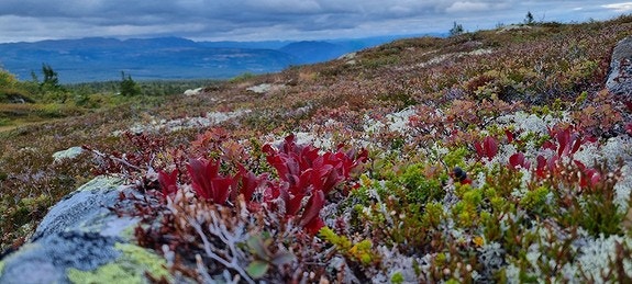 Høst i fjellet. Galleribilde