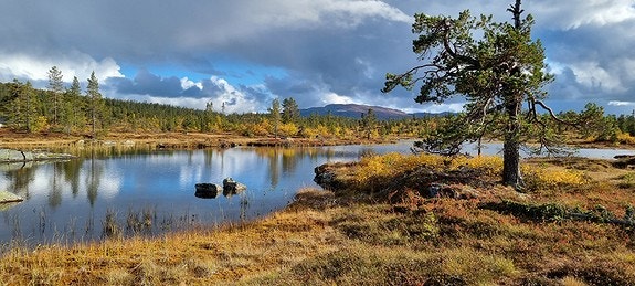 Steintjønn. Galleribilde
