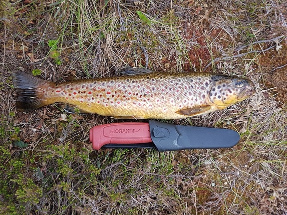 Ørret tatt i Steintjønn. Galleribilde