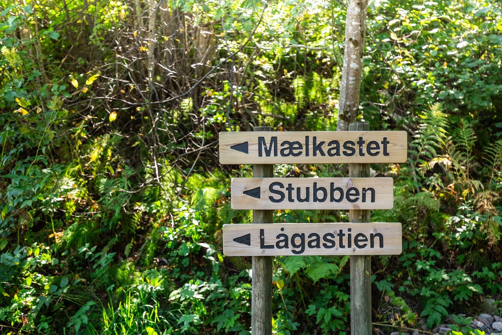 Mælkastet er en unik fangstmåte for laks i Lågen Galleribilde