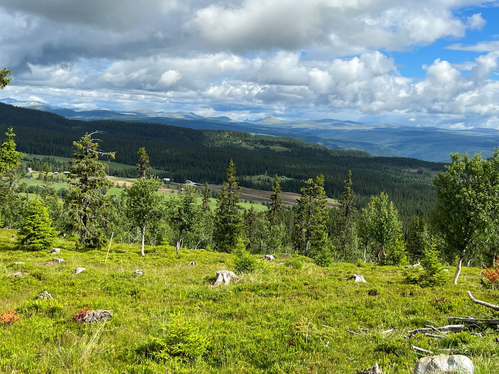 Hestknappen 2 sommer 2022 Galleribilde