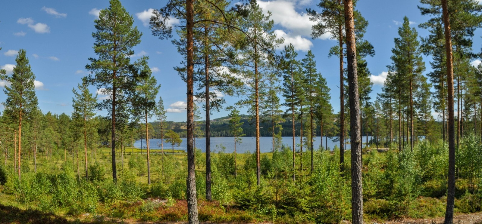 Her ser vi ned mot vannet fra en av de bebygde hyttene i Vassendmoen Galleribilde