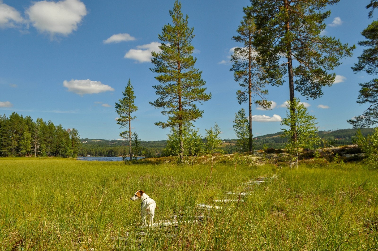 Området byr på fine vandremuligheter i lett terreng Galleribilde