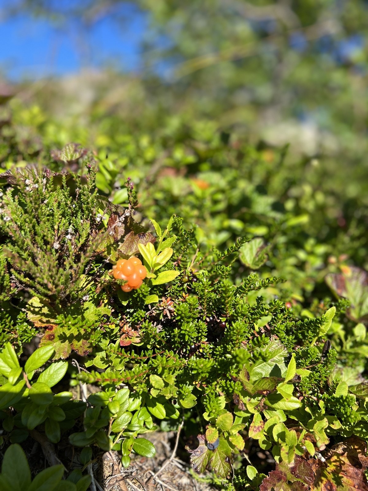 Multer på tomten Galleribilde
