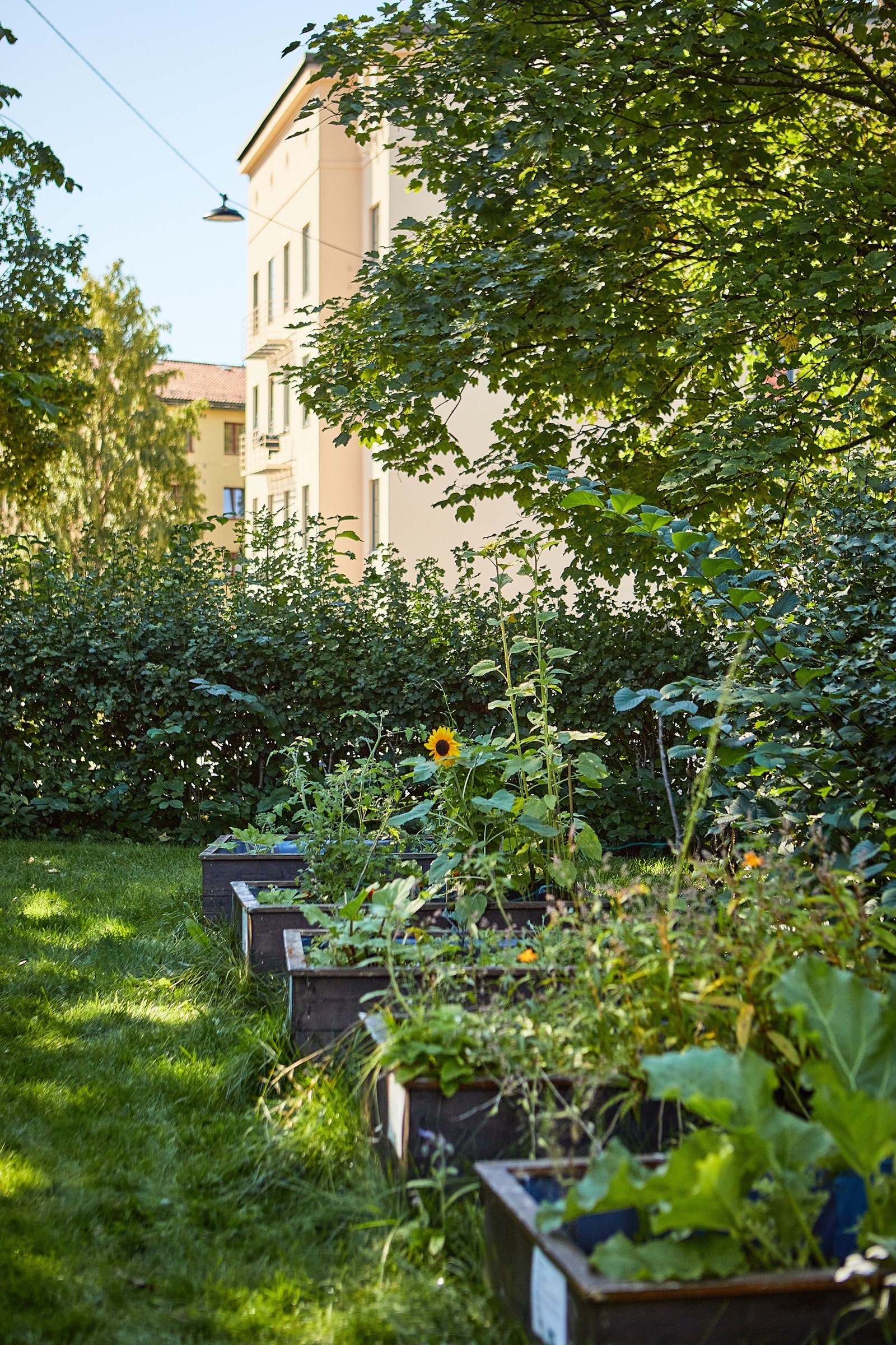Dyrkningskasser til glede for beboerne Galleribilde