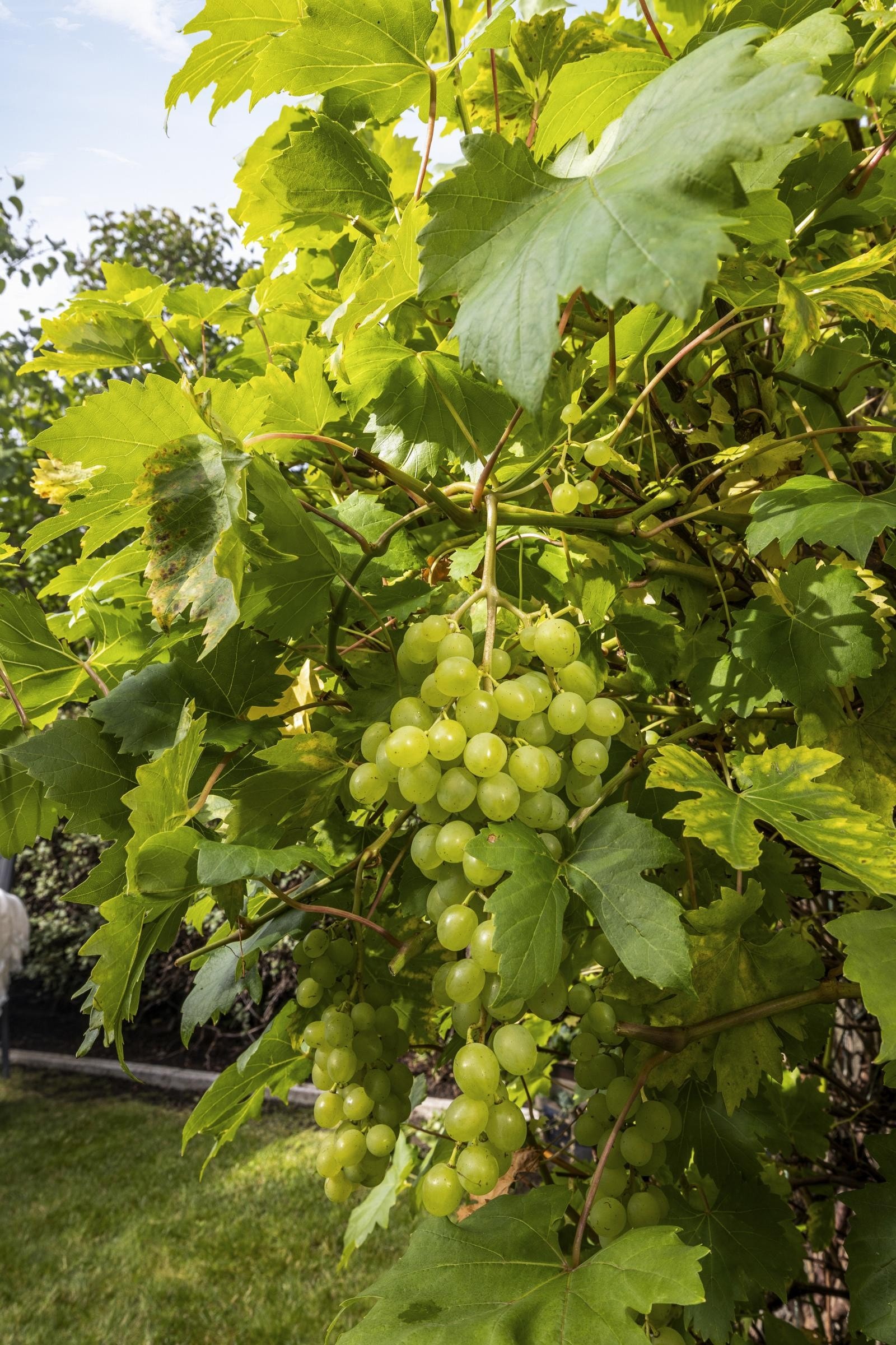 I hagen finner du vakre blomster og busker, samt druer. Galleribilde