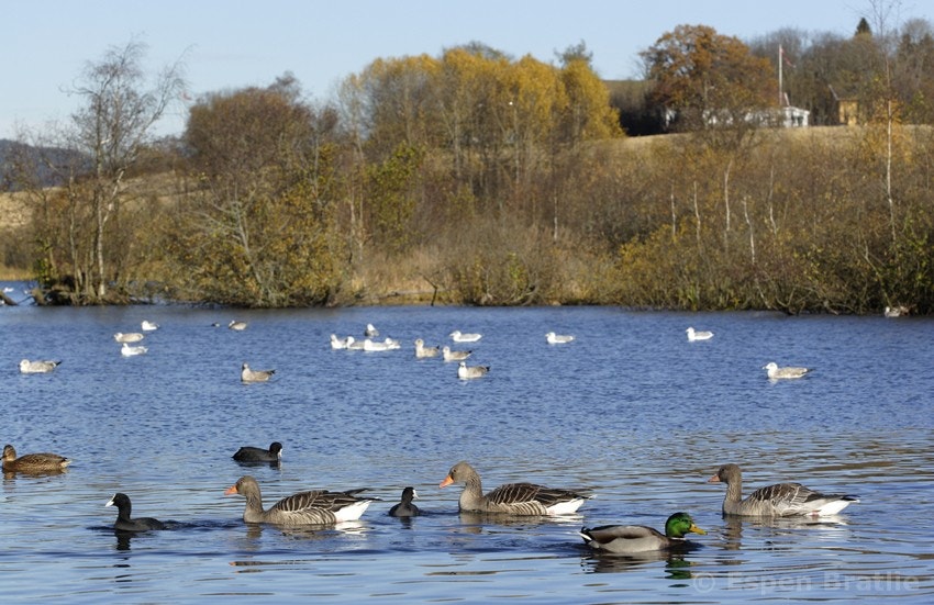 Østensjøvannet med Østensjø gård i bakgrunnen Galleribilde