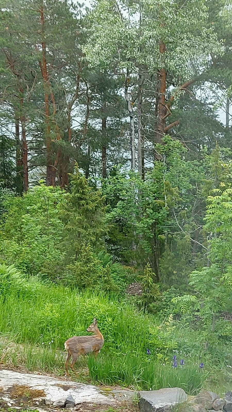 Privat bilde. Galleribilde