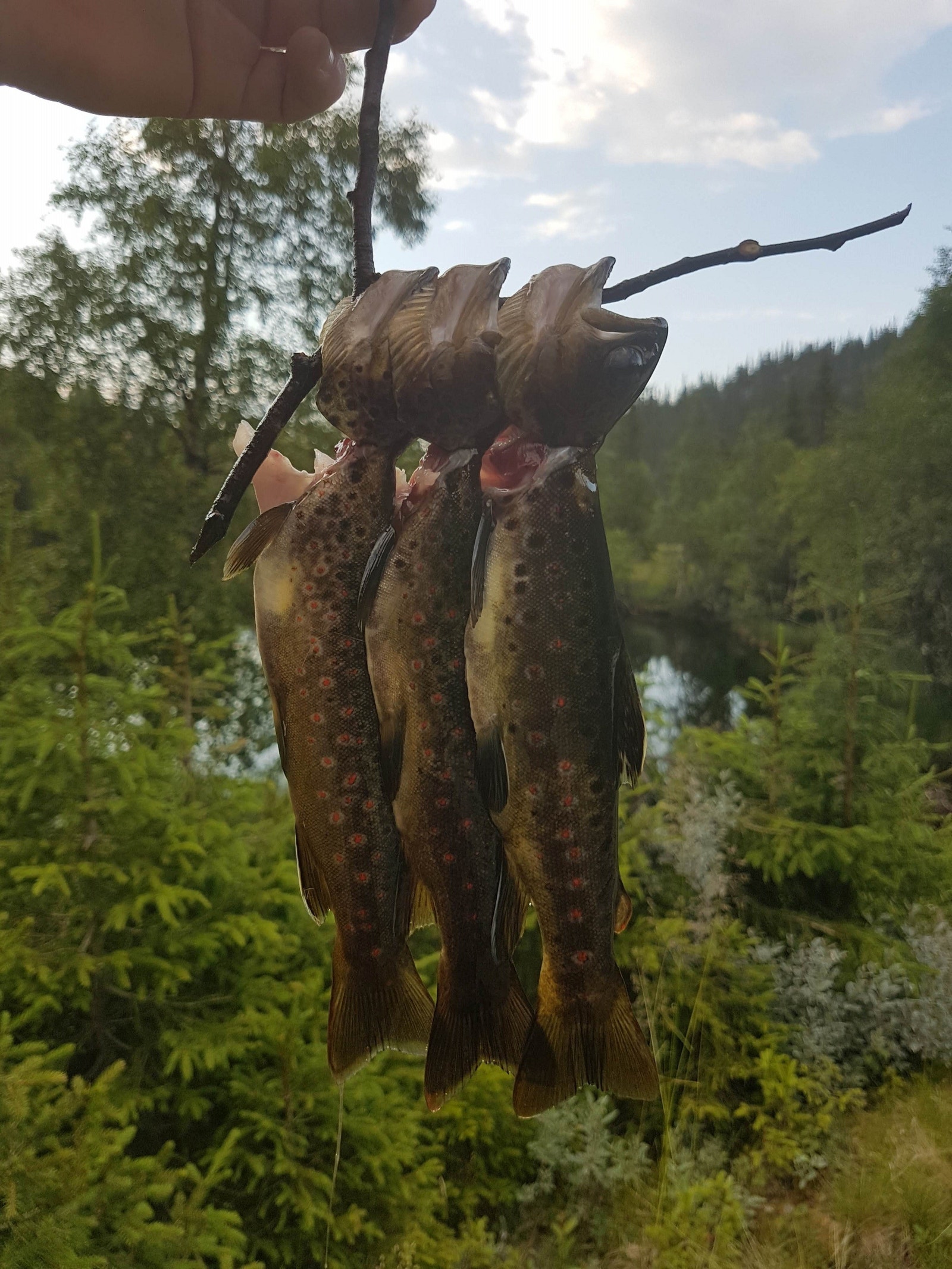 Fiskelykke Galleribilde