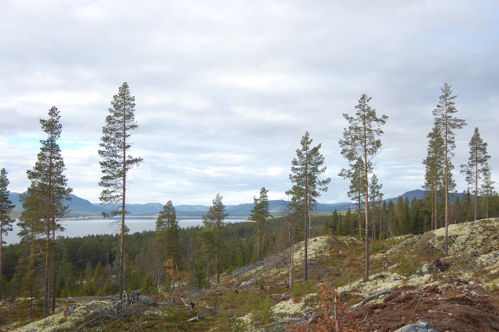 Myk Mose helt til hytteveggen. Galleribilde